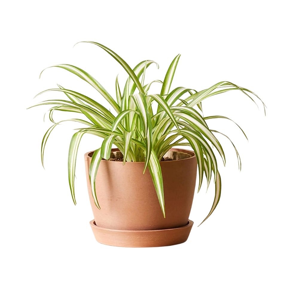 Chlorophytum Comosum