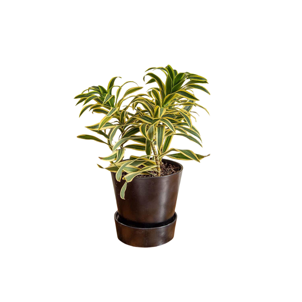 Dracaena