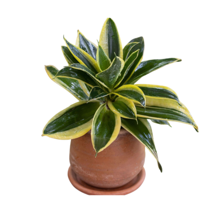 Sansevieria Trifasciata