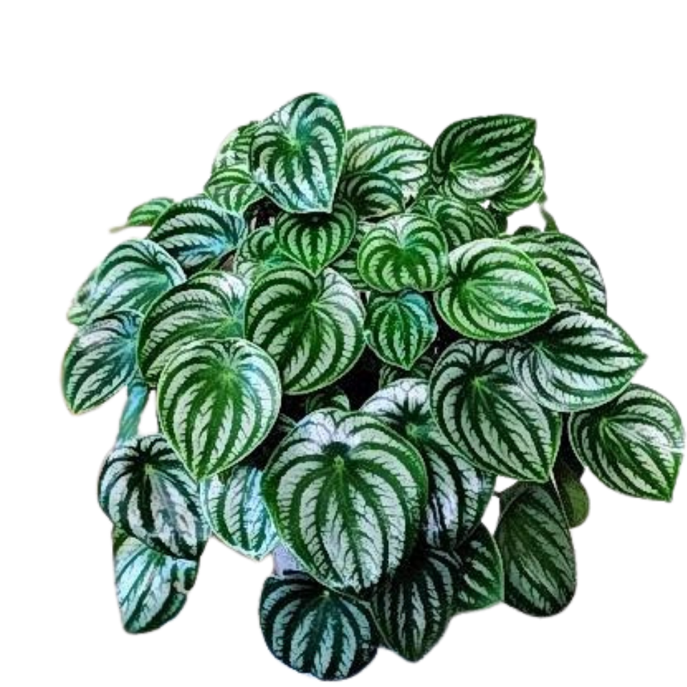 Peperomia Argyreia