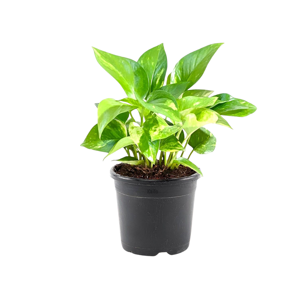 Money Plant