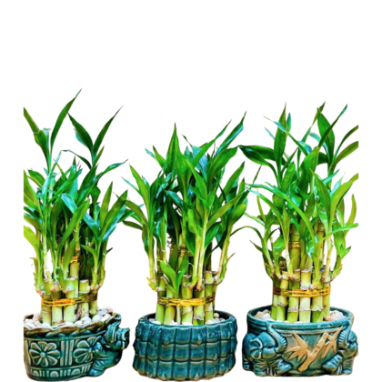 Lucky Bamboo Plant