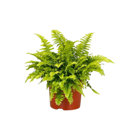 Nephrolepis Exaltata