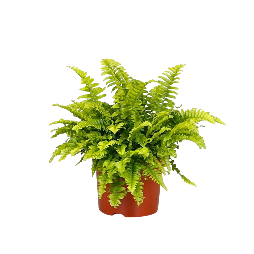 Nephrolepis Exaltata