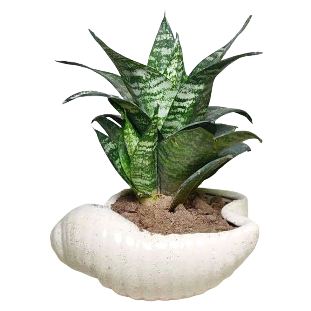 Sansevieria