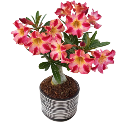Adenium