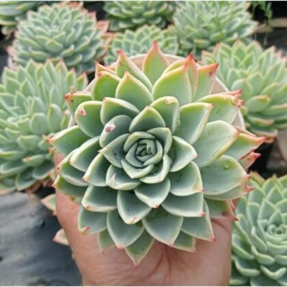 Echeveria Succulent Plant