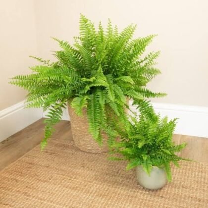 GREEN FERN PLANT