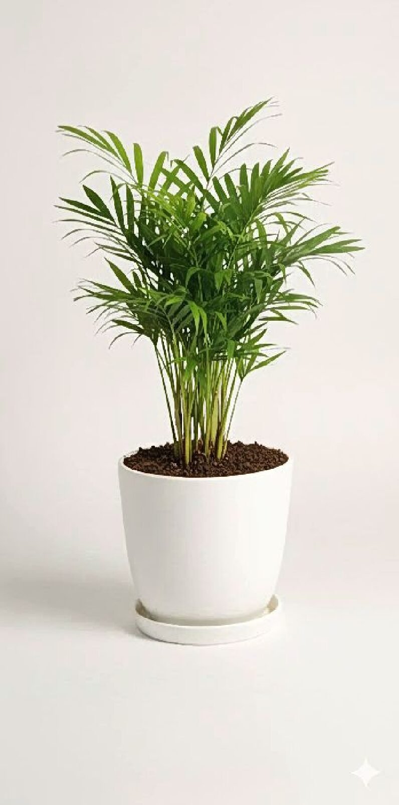 areca Palm Plant