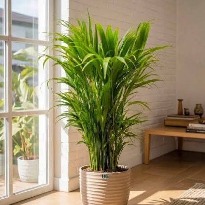 Chamaedorea Elegans Palm plant