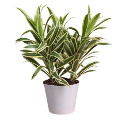 Dracaena reflexa ‘Song of India’