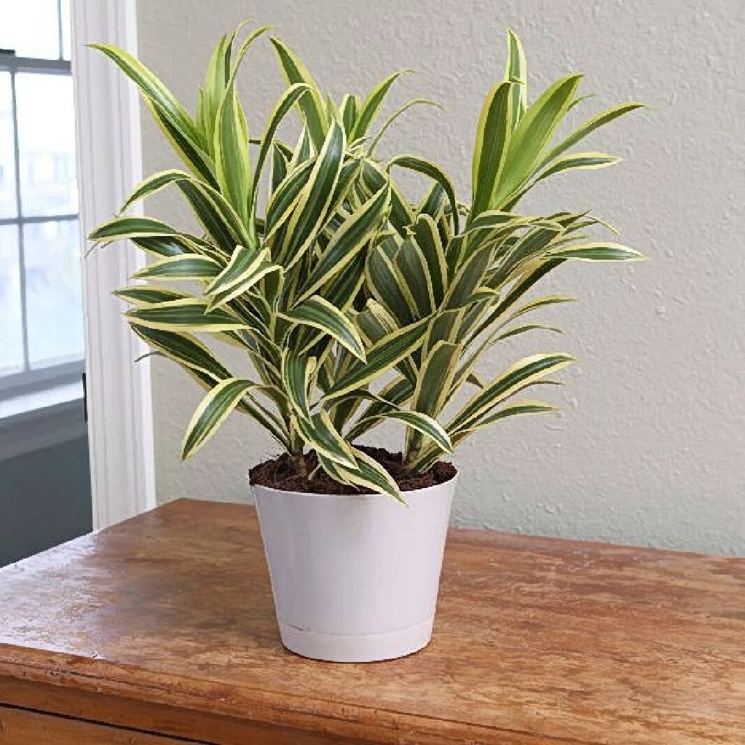 SONG OF INDIA PLANT