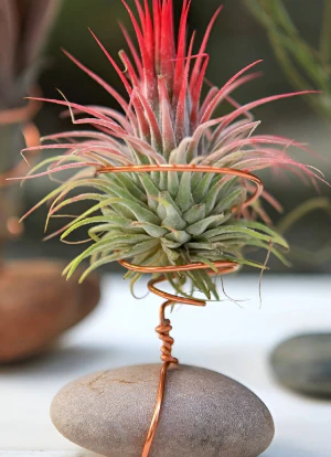 Tillandsia ionantha Air Plant