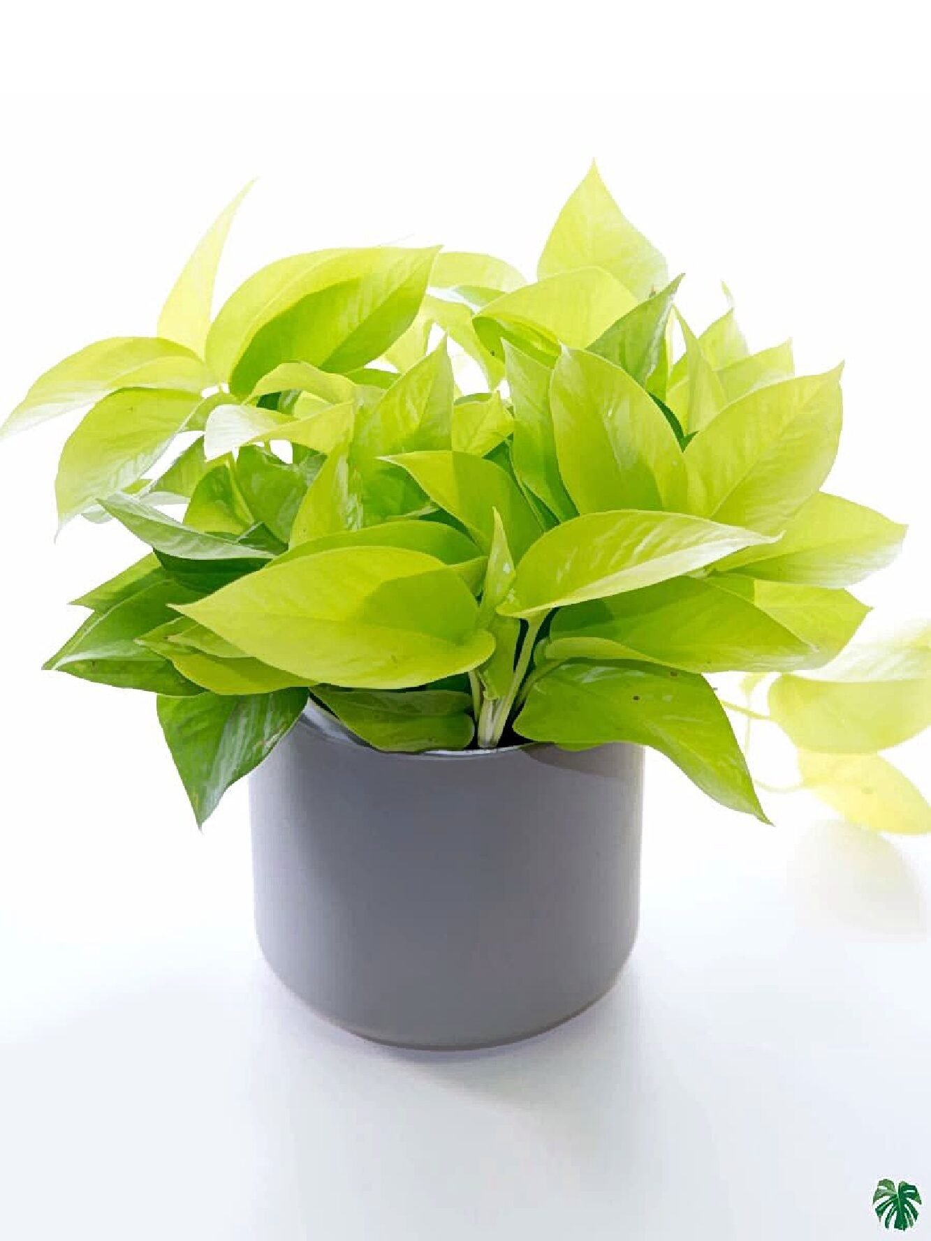 gloden money plant