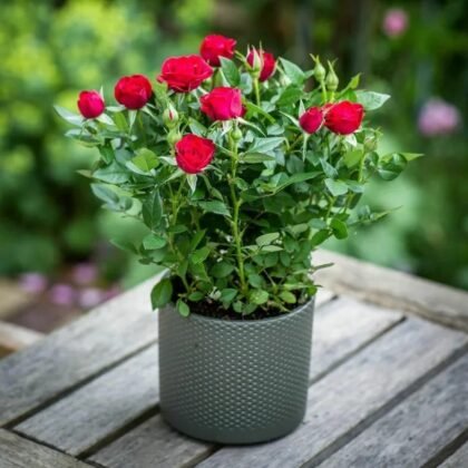 ROSE PLANT